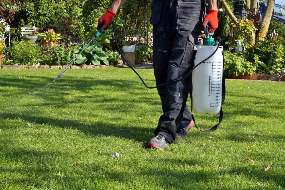 When to Spray Weed Killer